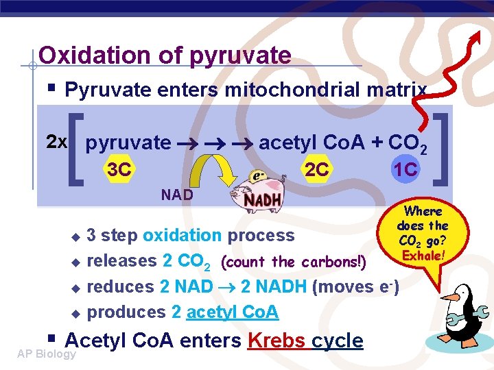 Oxidation of pyruvate § Pyruvate enters mitochondrial matrix [ 2 x pyruvate acetyl Co.