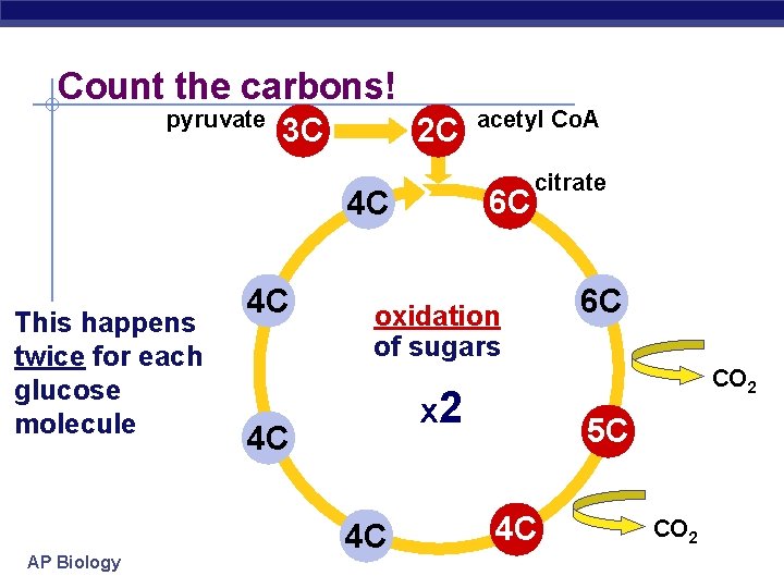 Count the carbons! pyruvate 3 C 2 C 6 C 4 C This happens
