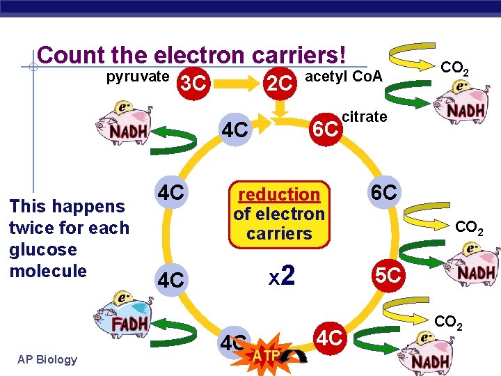 Count the electron carriers! pyruvate 3 C FADH 2 AP Biology 6 C 4