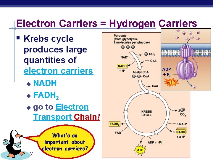 Electron Carriers = Hydrogen Carriers H+ § Krebs cycle produces large quantities of electron