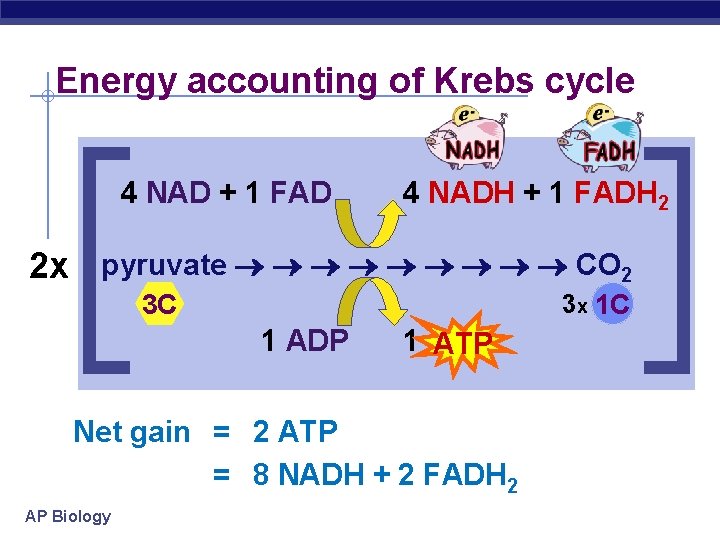 Energy accounting of Krebs cycle 4 NAD + 1 FAD 4 NADH + 1