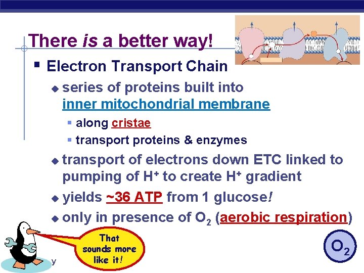 There is a better way! § Electron Transport Chain u series of proteins built