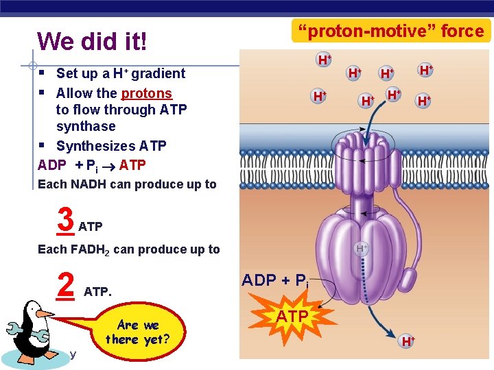 We did it! “proton-motive” force H+ § Set up a H+ gradient § Allow