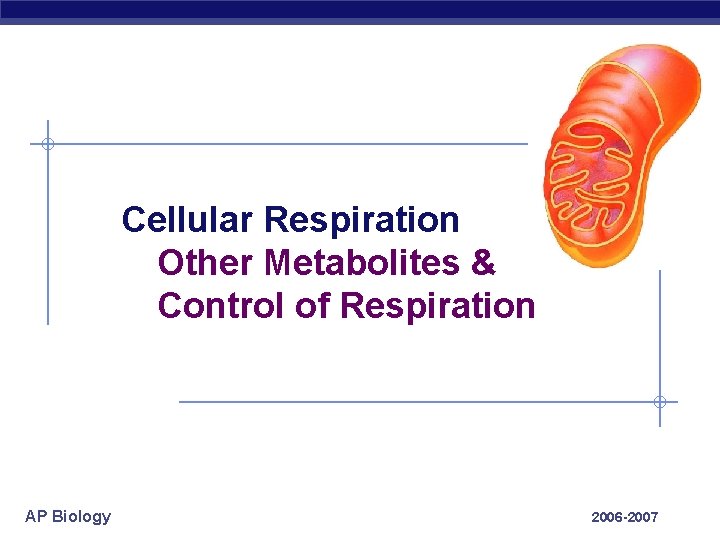 Cellular Respiration Other Metabolites & Control of Respiration AP Biology 2006 -2007 