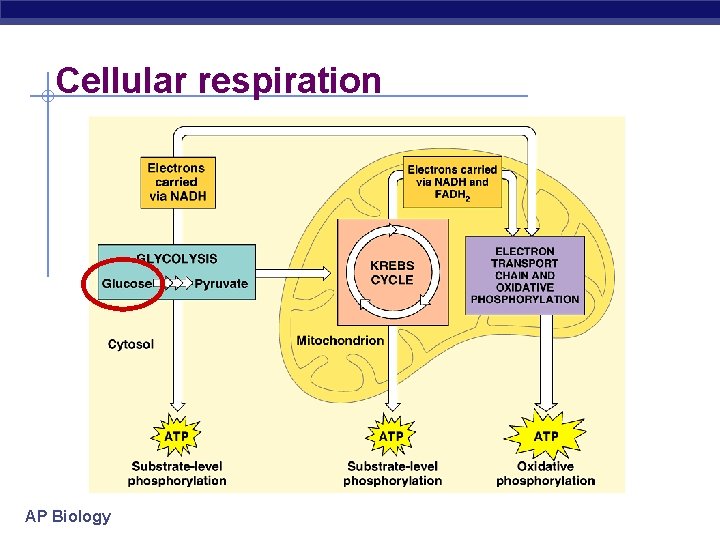Cellular respiration AP Biology 