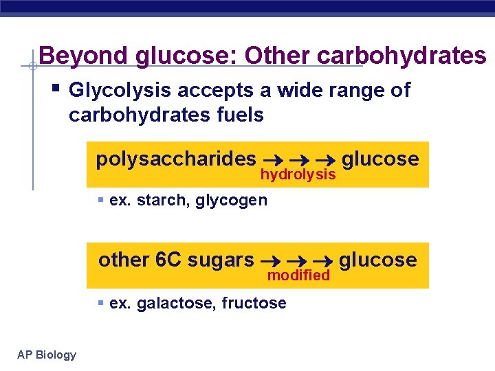 Beyond glucose: Other carbohydrates § Glycolysis accepts a wide range of carbohydrates fuels polysaccharides