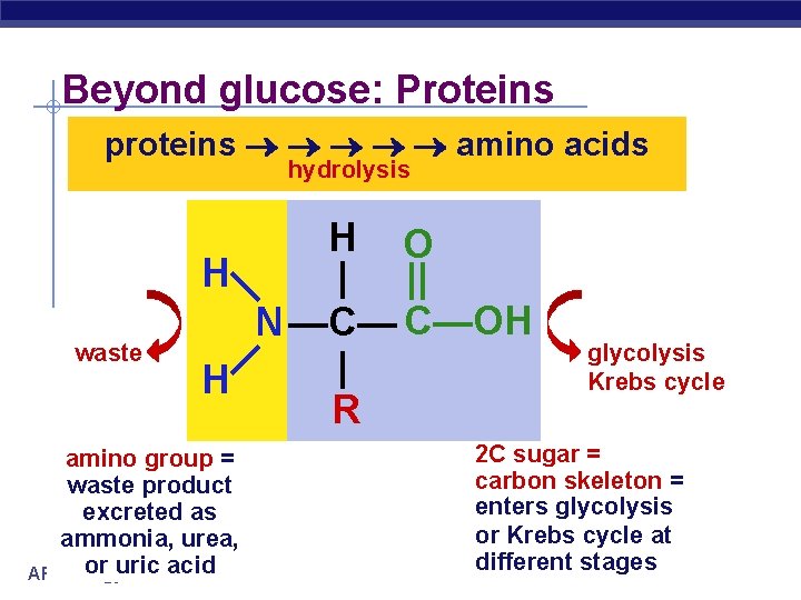 Beyond glucose: Proteins proteins amino acids hydrolysis waste H O H | || N