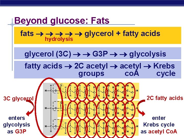 Beyond glucose: Fats fats glycerol + fatty acids hydrolysis glycerol (3 C) G 3