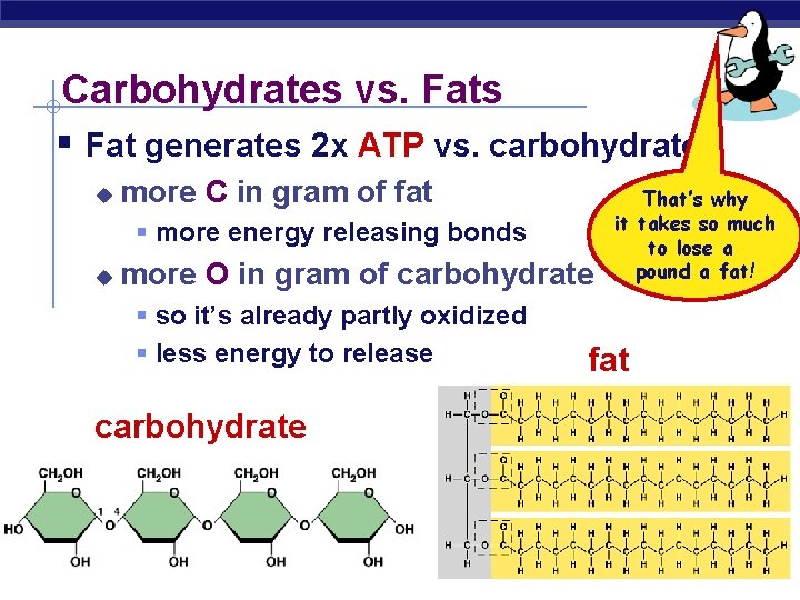 Carbohydrates vs. Fats § Fat generates 2 x ATP vs. carbohydrate u more C