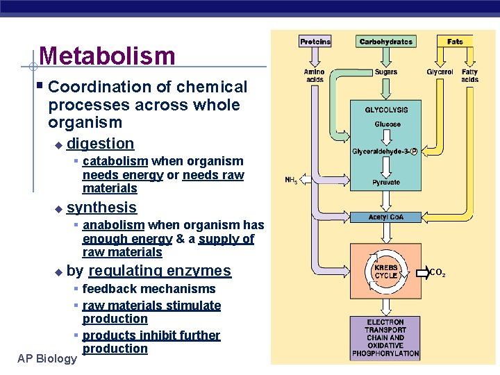 Metabolism § Coordination of chemical processes across whole organism u digestion § catabolism when