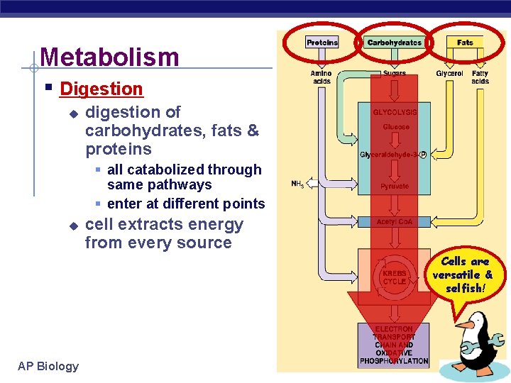 Metabolism § Digestion u digestion of carbohydrates, fats & proteins § all catabolized through