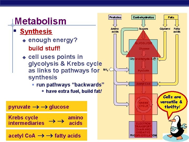 Metabolism § Synthesis u u enough energy? build stuff! cell uses points in glycolysis