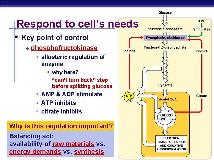 Respond to cell’s needs § Key point of control u phosphofructokinase § allosteric regulation