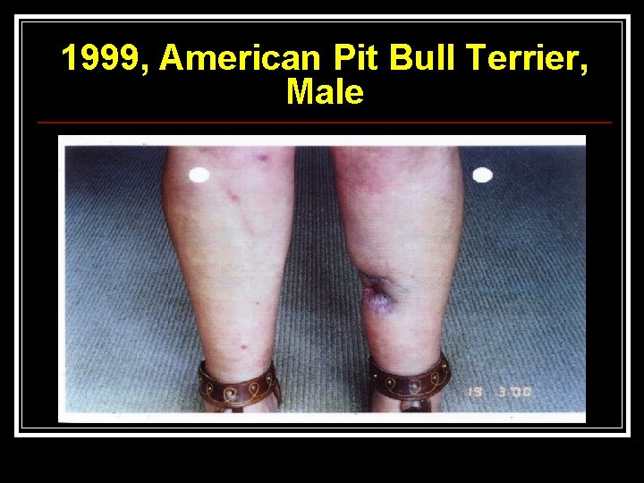 1999, American Pit Bull Terrier, Male 