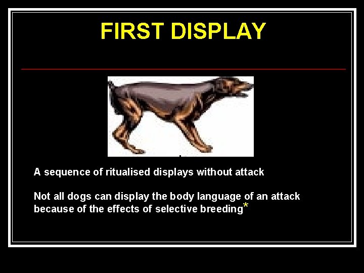 FIRST DISPLAY A sequence of ritualised displays without attack Not all dogs can display