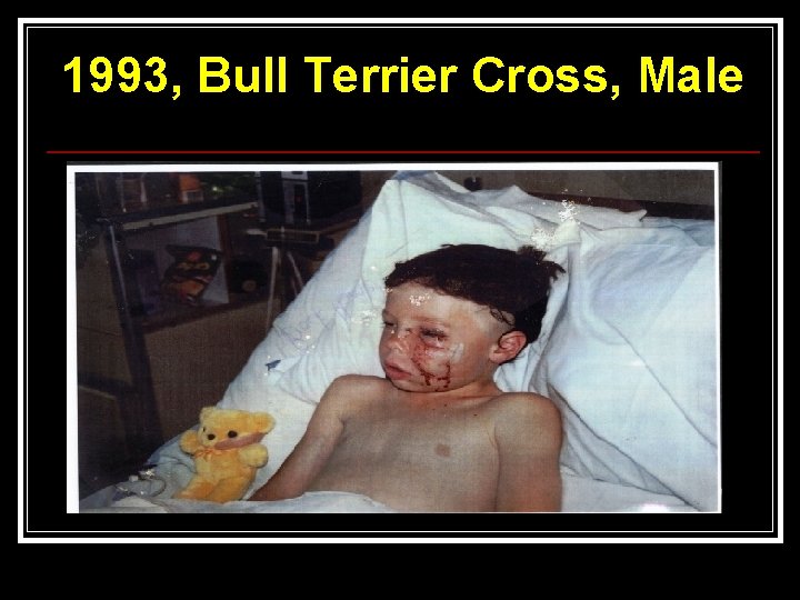 1993, Bull Terrier Cross, Male 
