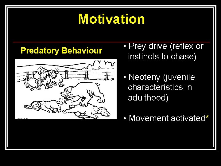 Motivation Predatory Behaviour • Prey drive (reflex or instincts to chase) • Neoteny (juvenile