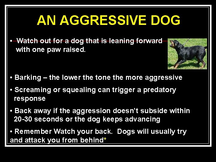 AN AGGRESSIVE DOG • Watch out for a dog that is leaning forward with