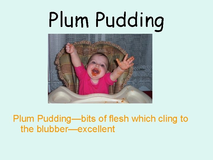Plum Pudding—bits of flesh which cling to the blubber—excellent 