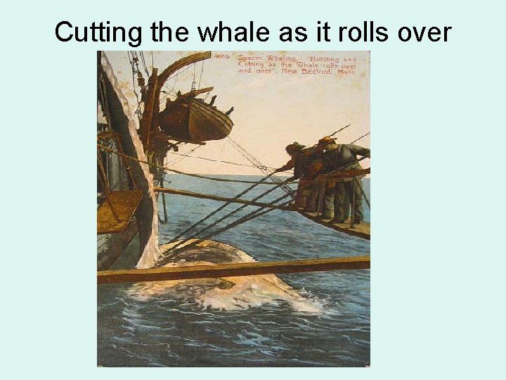Cutting the whale as it rolls over 