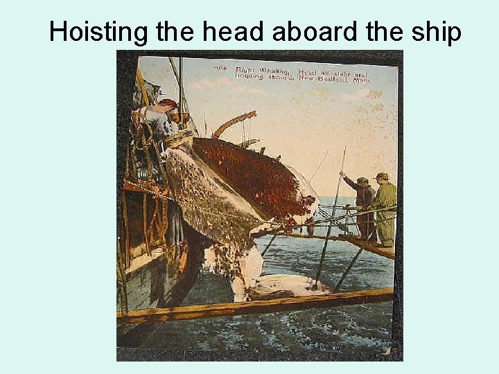 Hoisting the head aboard the ship 