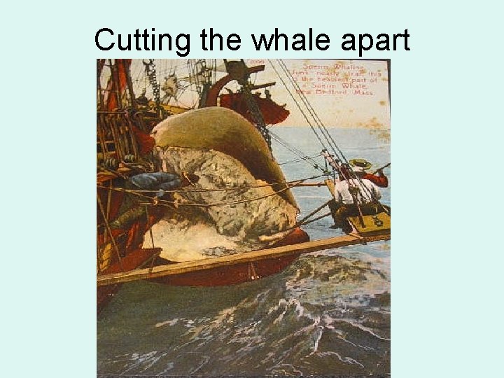 Cutting the whale apart 