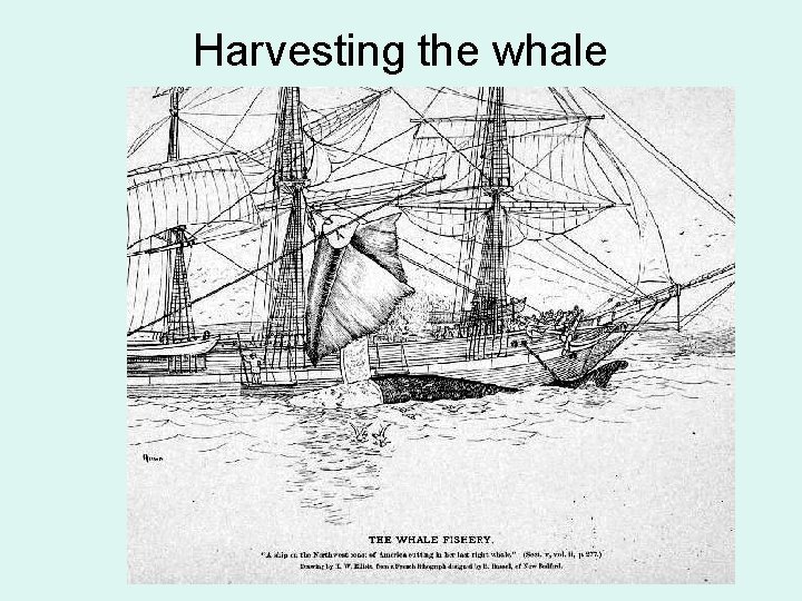 Harvesting the whale 