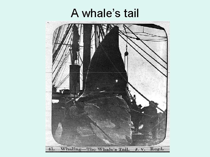 A whale’s tail 