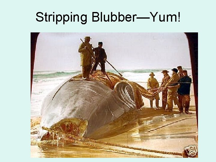 Stripping Blubber—Yum! 