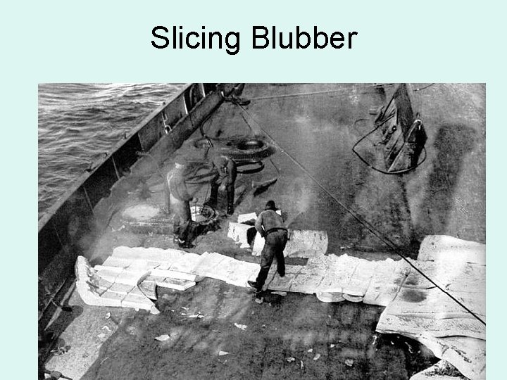 Slicing Blubber 