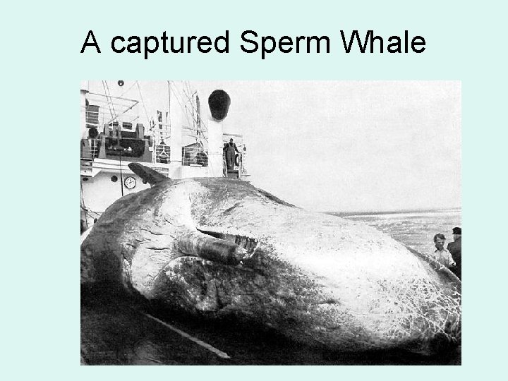 A captured Sperm Whale 