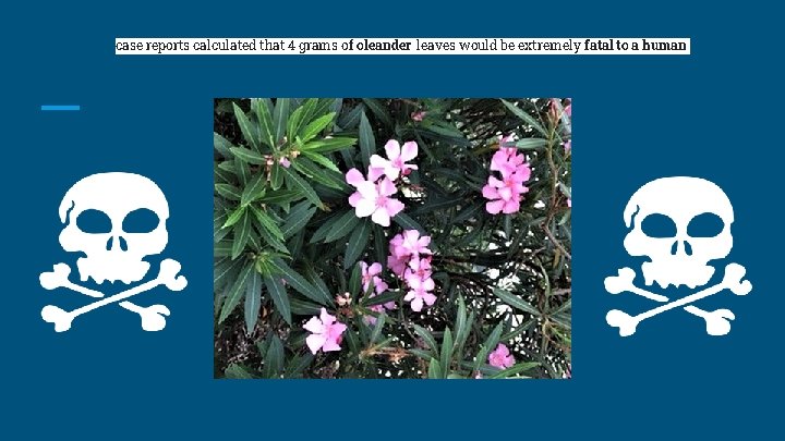 case reports calculated that 4 grams of oleander leaves would be extremely fatal to