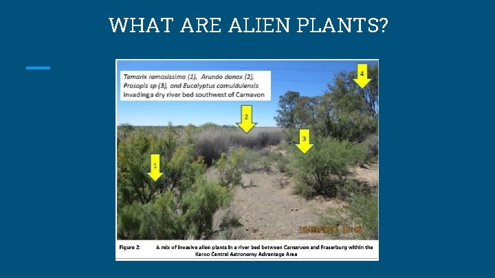 WHAT ARE ALIEN PLANTS? 