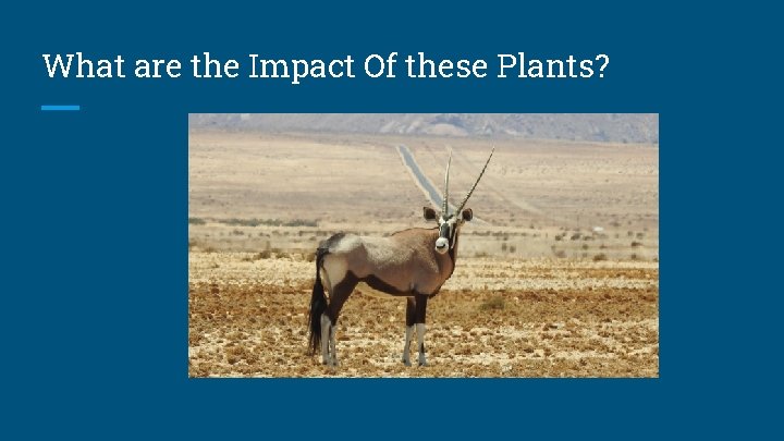 What are the Impact Of these Plants? 