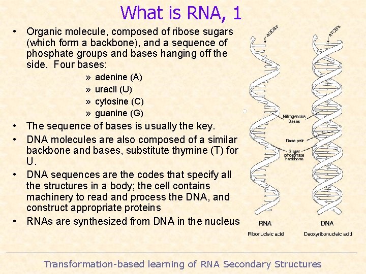 What is RNA, 1 • Organic molecule, composed of ribose sugars (which form a