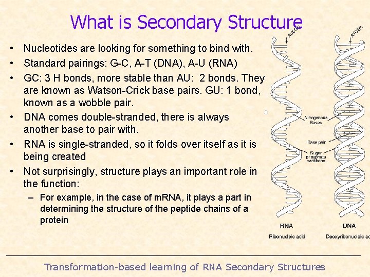 What is Secondary Structure • Nucleotides are looking for something to bind with. •
