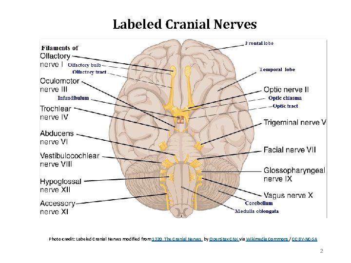 Labeled Cranial Nerves Photo credit: Labeled Cranial Nerves modified from 1320_The Cranial Nerves by