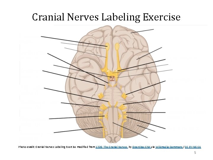 Cranial Nerves Labeling Exercise Photo credit: Cranial Nerves Labeling Exercise modified from 1320_The Cranial