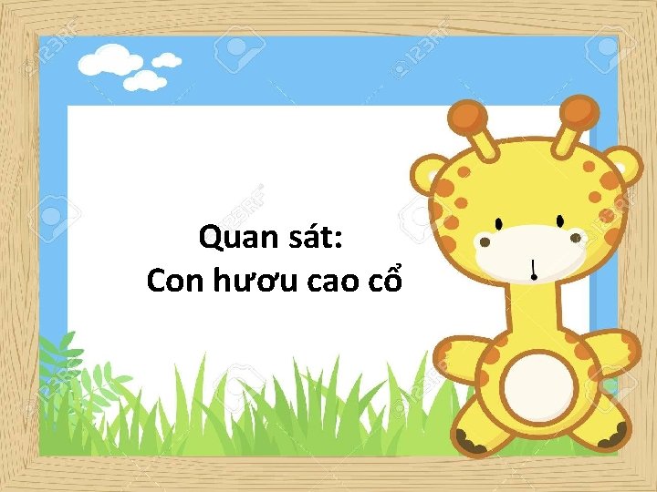 Quan sát: Con hươu cao cổ 