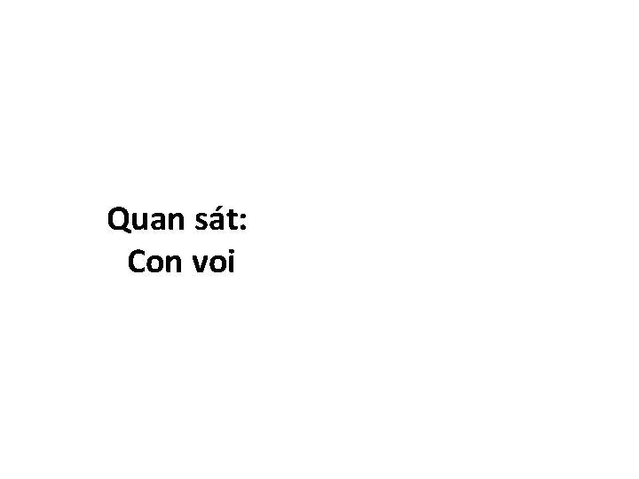 Quan sát: Con voi 