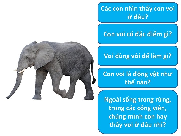 Các con nhìn thấy con voi ở đâu? Con voi có đặc điểm gì?