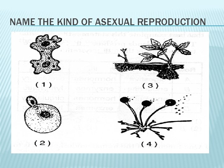 NAME THE KIND OF ASEXUAL REPRODUCTION 