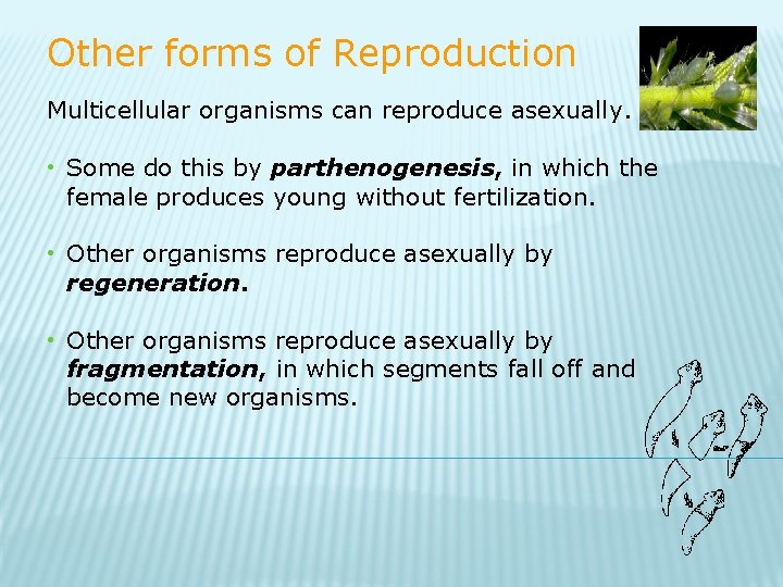Other forms of Reproduction Multicellular organisms can reproduce asexually. • Some do this by