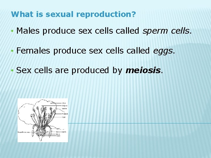 What is sexual reproduction? • Males produce sex cells called sperm cells. • Females