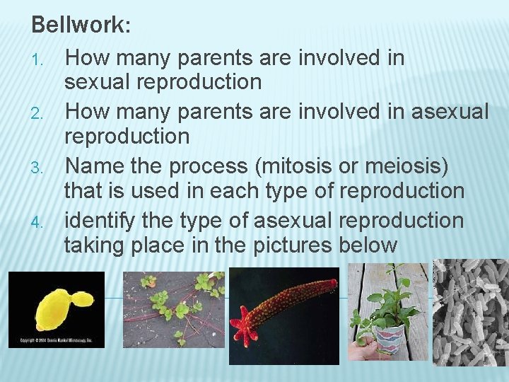 Bellwork: 1. 2. 3. 4. How many parents are involved in sexual reproduction How