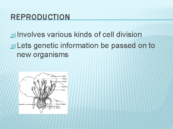 REPRODUCTION Involves various kinds of cell division Lets genetic information be passed on to