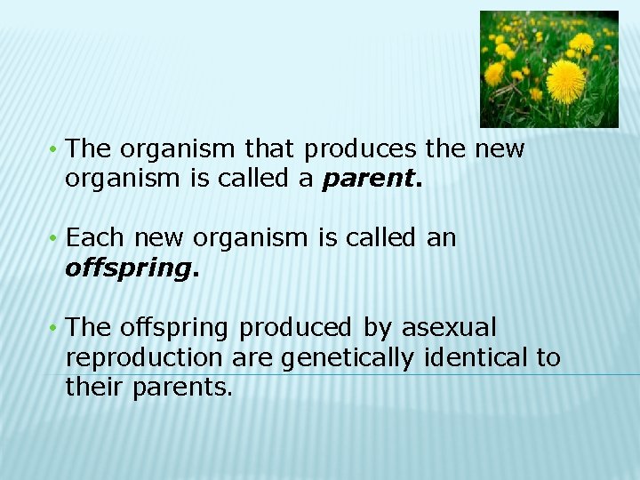  • The organism that produces the new organism is called a parent. •