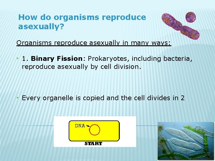 How do organisms reproduce asexually? Organisms reproduce asexually in many ways: • 1. Binary