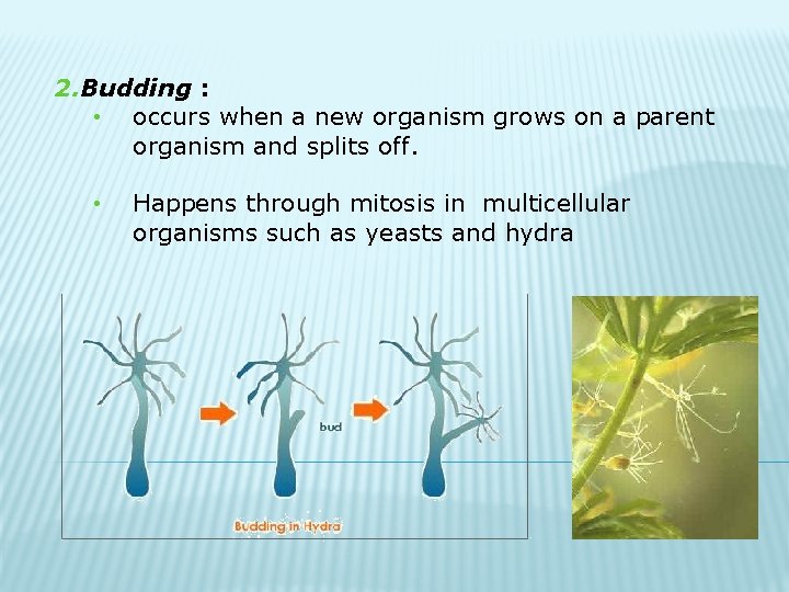 2. Budding : • occurs when a new organism grows on a parent organism