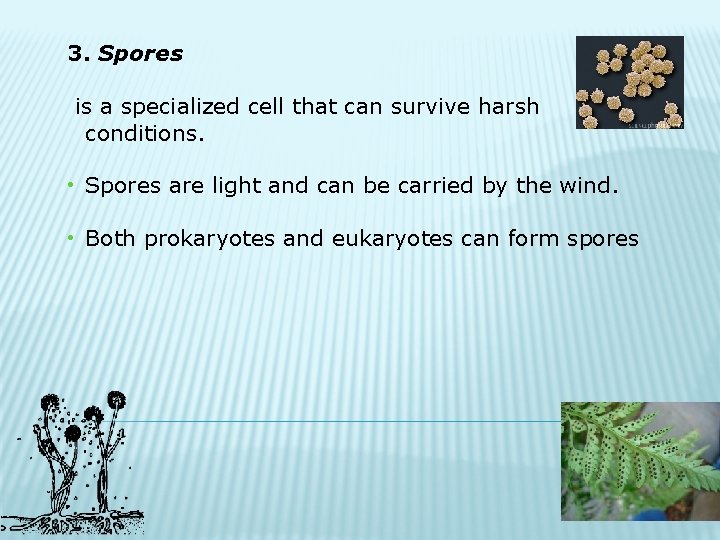 3. Spores is a specialized cell that can survive harsh conditions. • Spores are